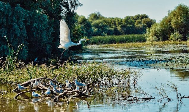 179 de hectare din Delta Dunării trec de la piscicultură la agricultura arabilă
