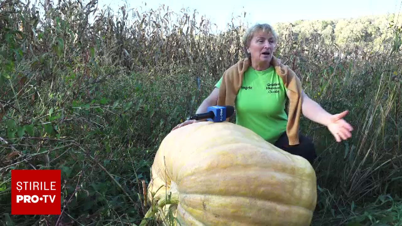 Dovleci uriași de aproape 200 de kilograme în Maramureș, cultivați cu semințe aduse din Spania
