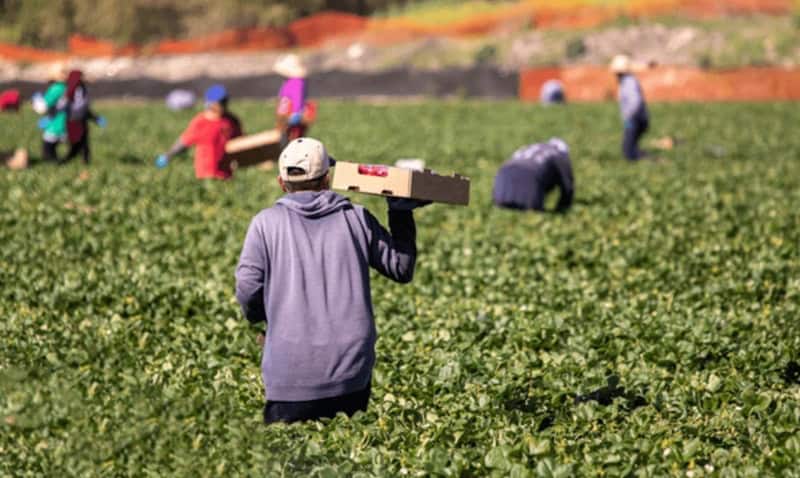 România riscă să piardă peste 5,1 miliarde de euro din finanțarea pentru agricultură