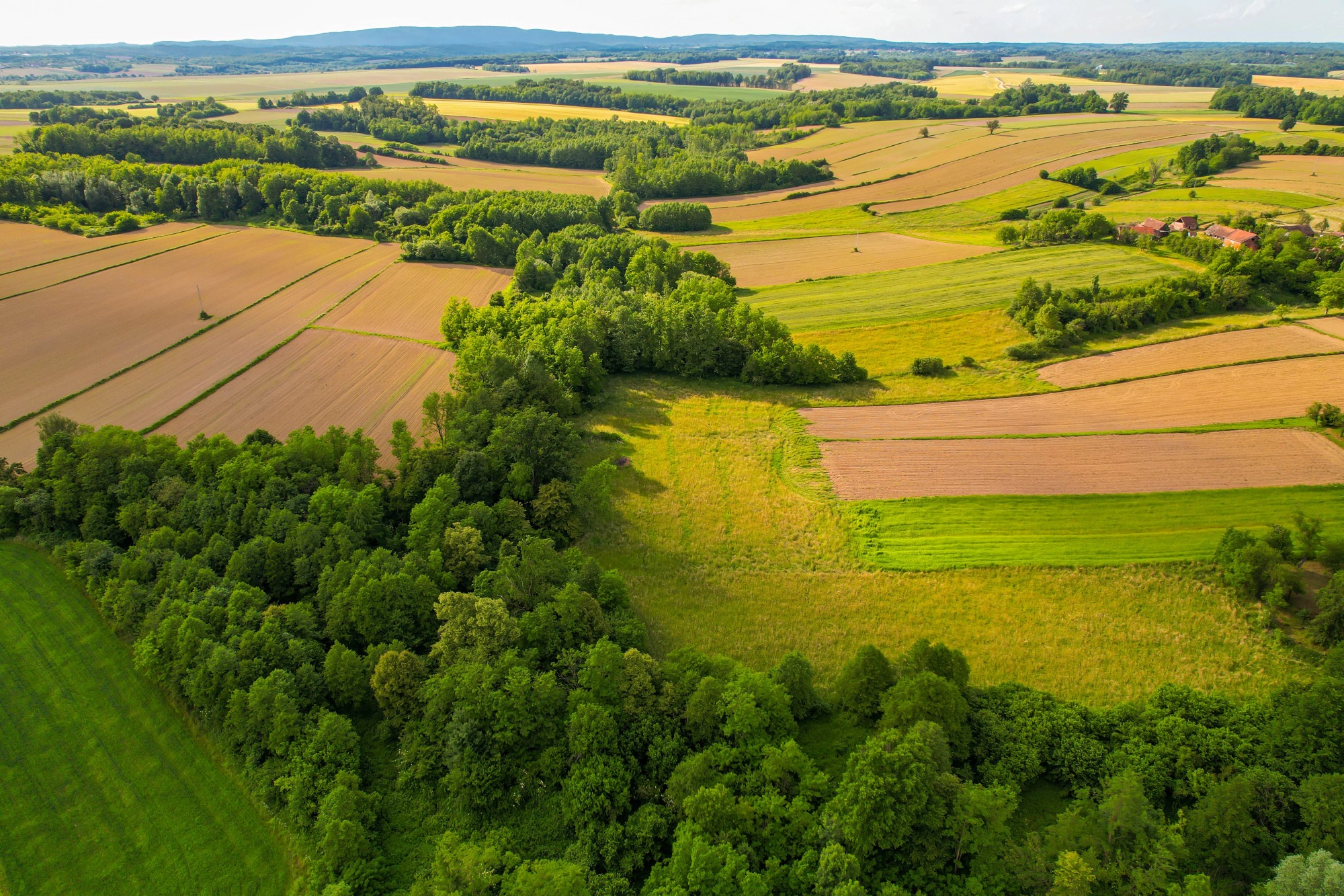 Agricultura României a ajuns la 115,7 miliarde de lei în 2025. Producția vegetală domină sectorul
