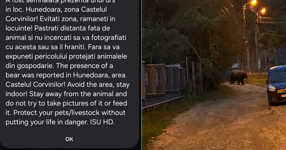 Un urs a fost zărit de două ori în Hunedoara, în apropierea Castelului Corvinilor
