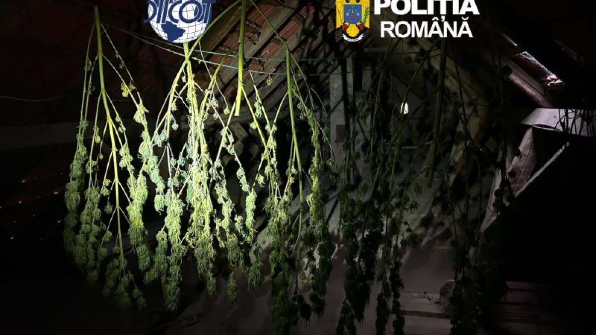 Operațiune masivă de poliție: 78 de rețineri și confiscări de droguri și arme în toată țara
