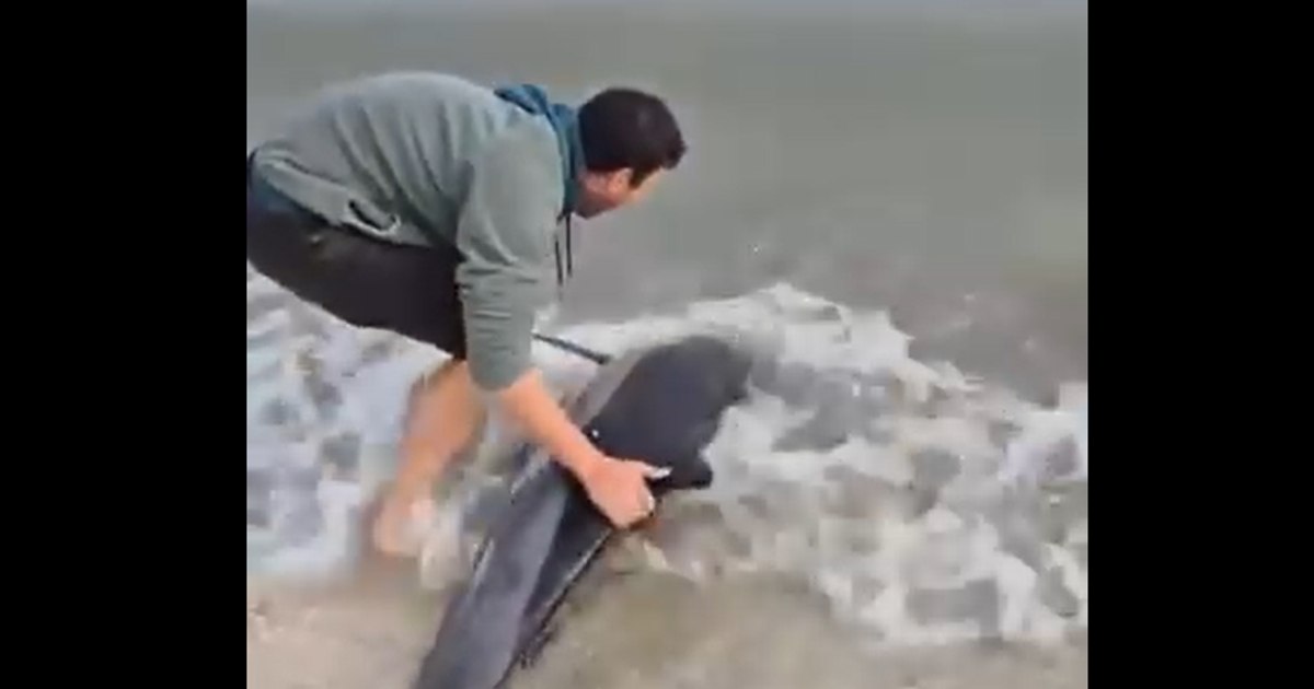 Un tânăr a salvat un delfin eșuat pe plaja din Eforie. Imaginile au captivat rețelele sociale