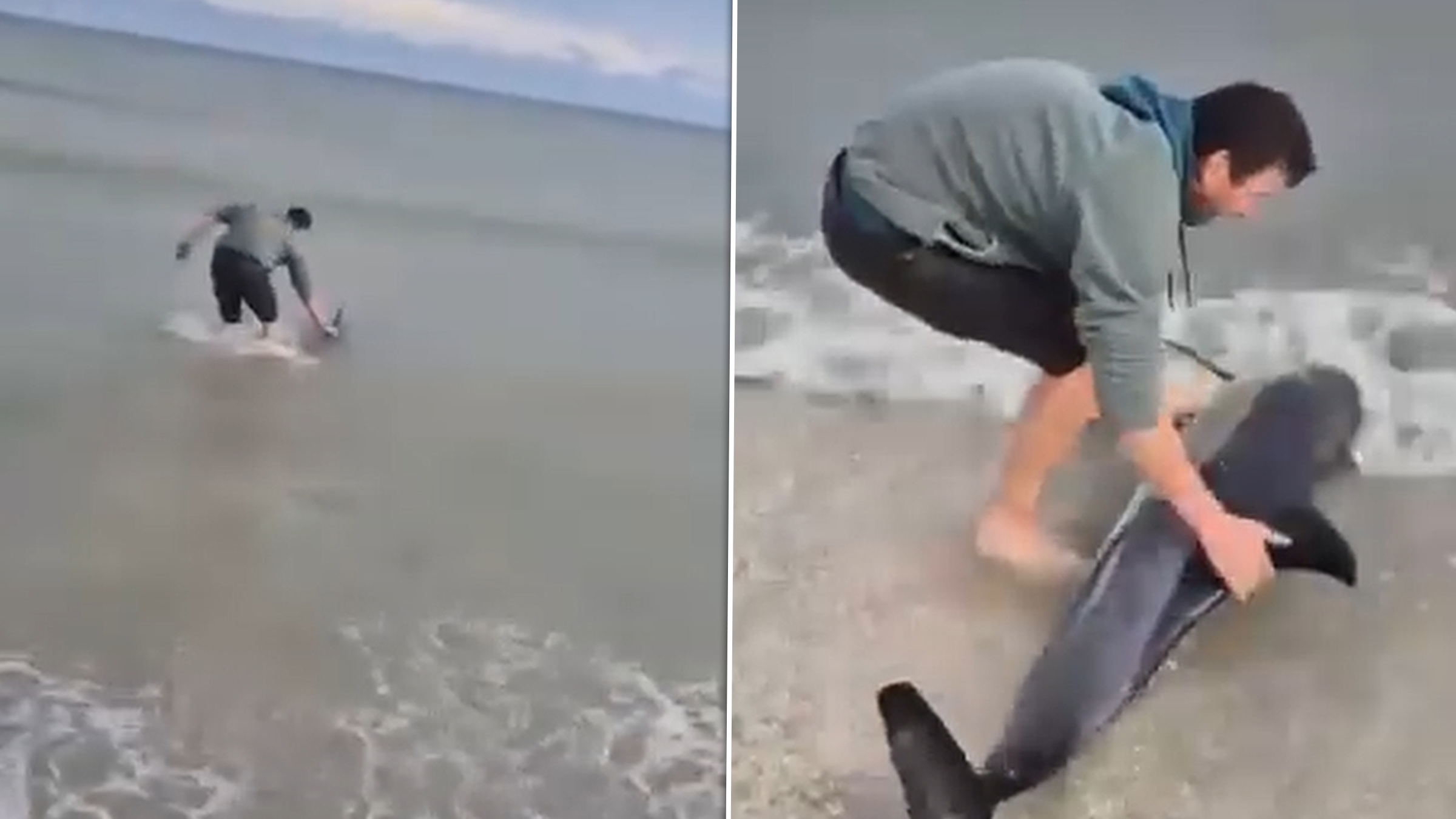 Un delfin a fost salvat de pe plaja din Eforie după ce a ajuns eșuat pe malul Mării Negre