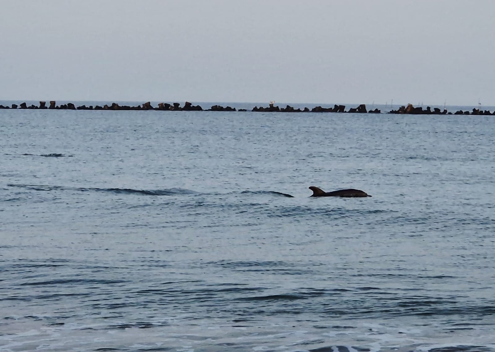 Un tânăr a salvat un delfin eșuat pe o plajă din Eforie