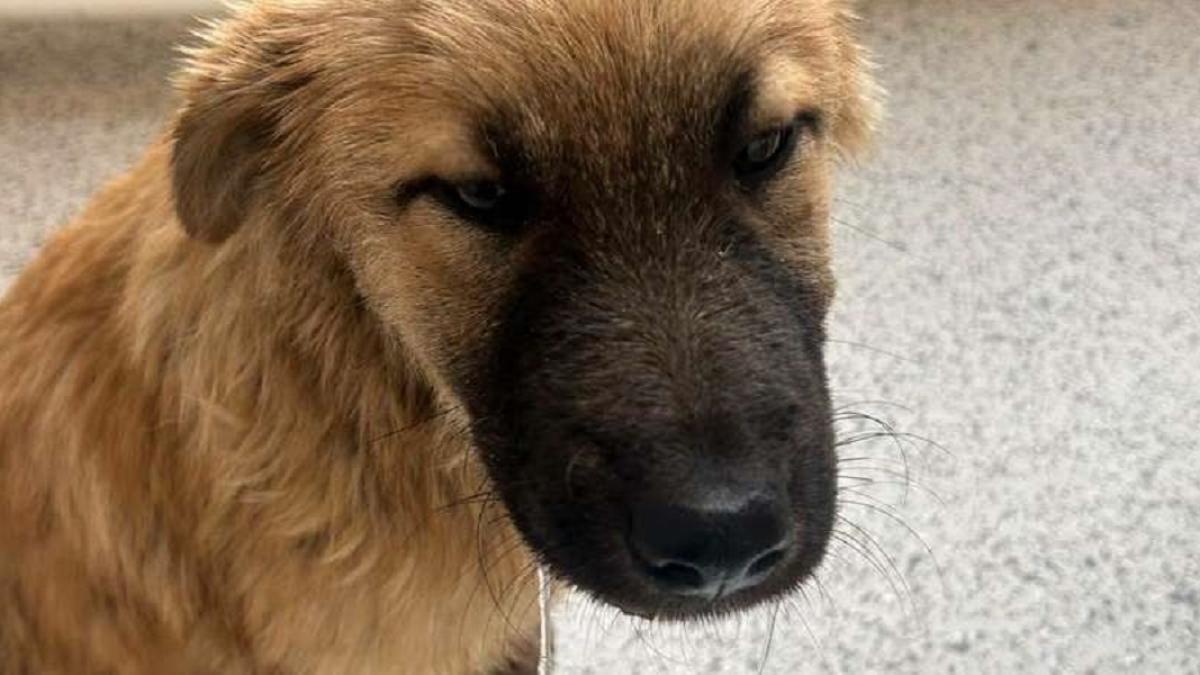 Bărbat reținut pentru schinguire: a aruncat un cățel într-un sac în râul Sadu