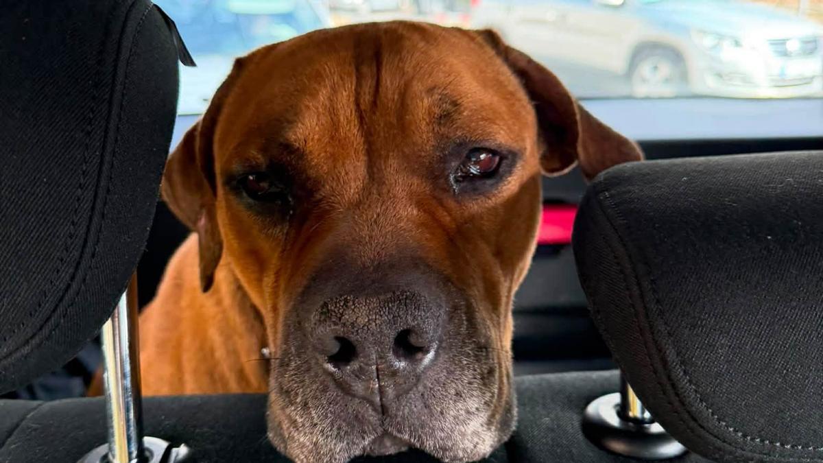 Câinele Lord, considerat mort de stăpânii săi, a fost recunoscut pe Facebook și s-a întors acasă