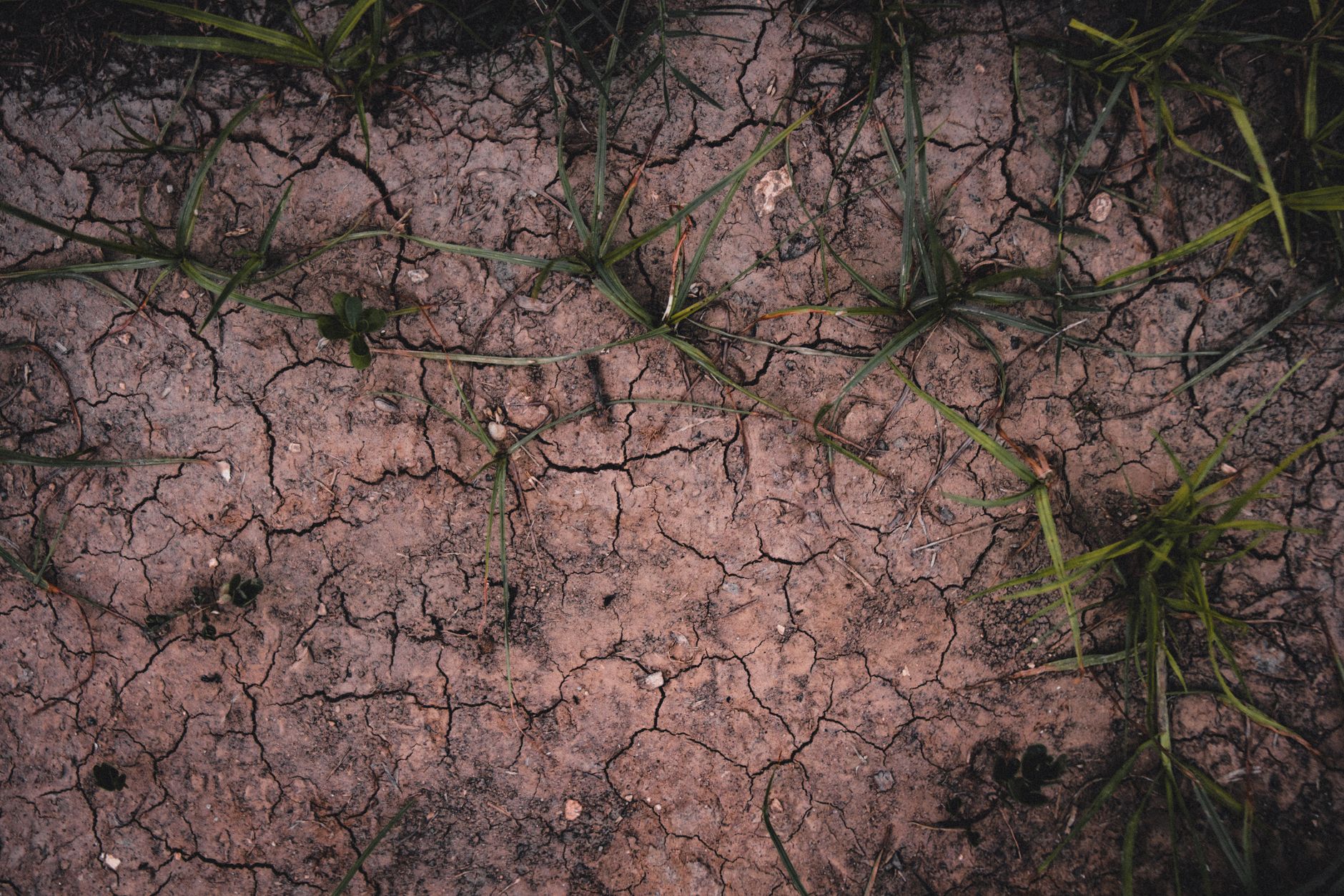 Ministerul Agriculturii dezvoltă un mecanism de protecție împotriva secetei în colaborare cu Banca Mondială