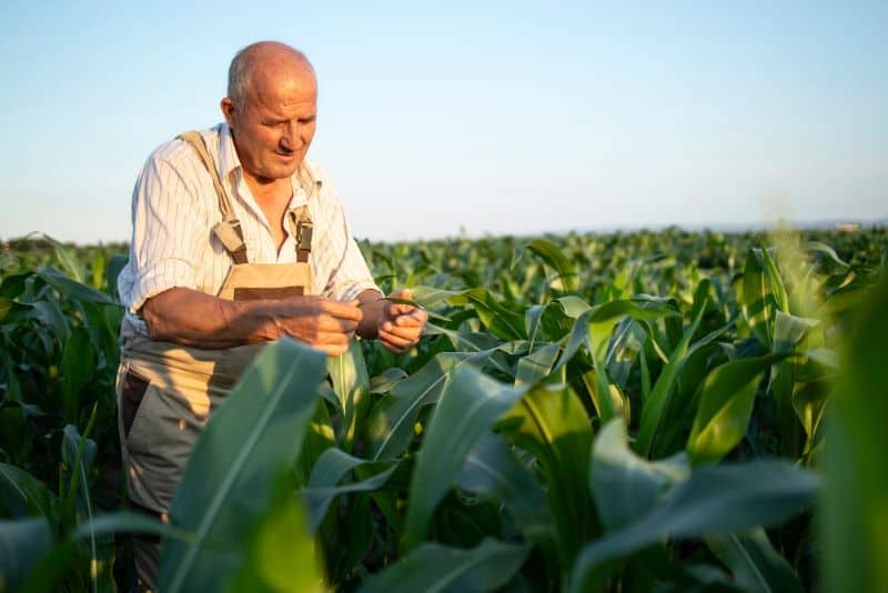 Ministerul Agriculturii solicită 1,2-1,5 miliarde de lei pentru schemele de sprijin ale fermierilor