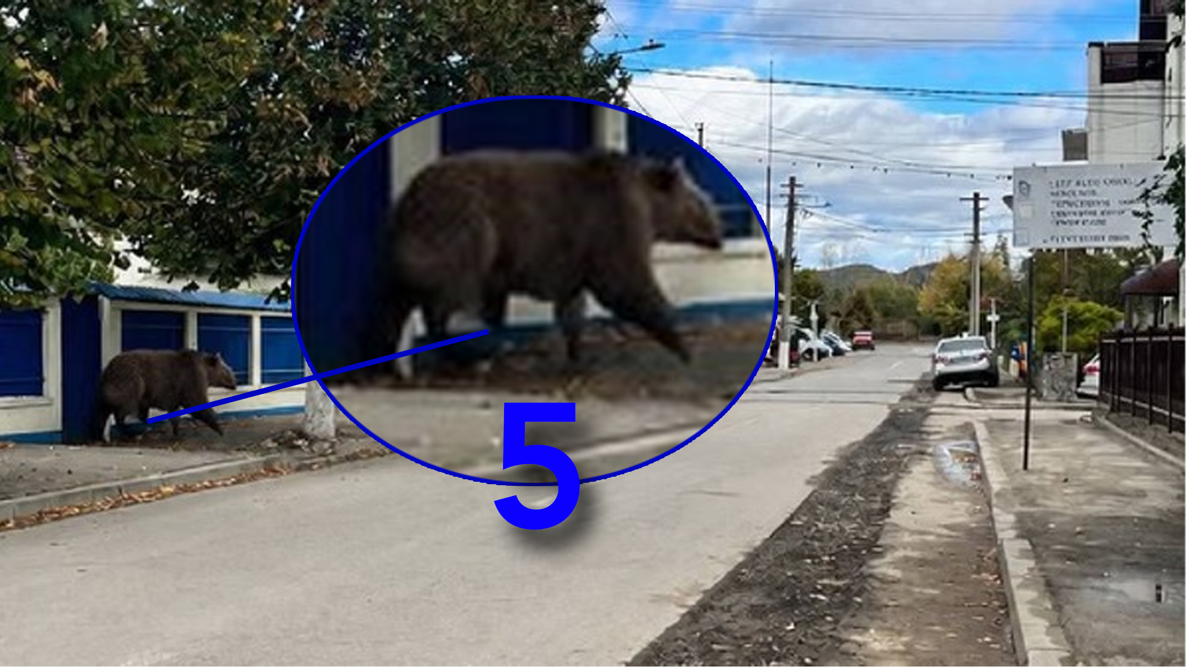 Alertă falsă de urs în Câmpina declanșată de o fotografie generată cu inteligență artificială