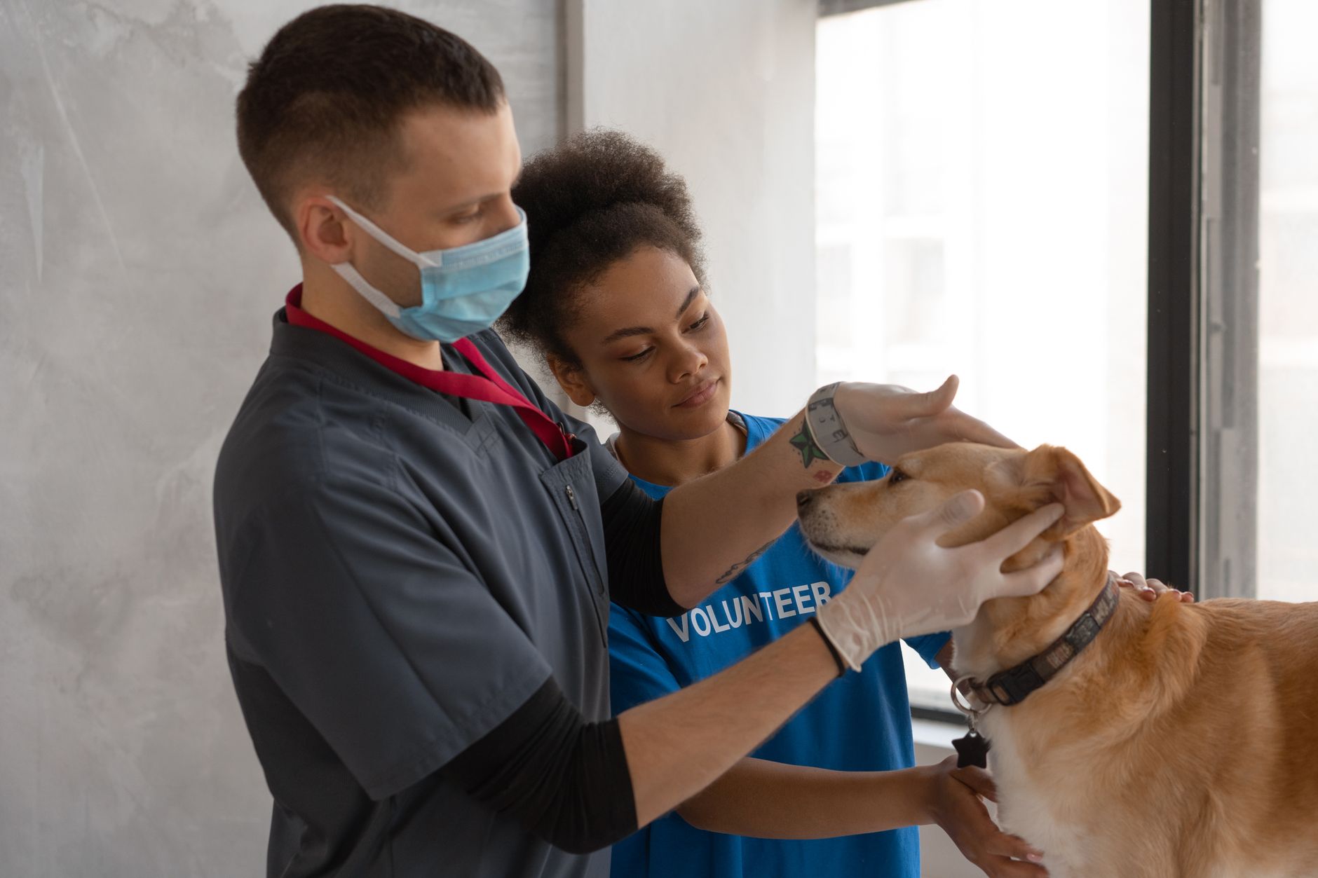 România va primi 1,1 milioane de doze de vaccin pentru ovine și caprine până la 24 octombrie