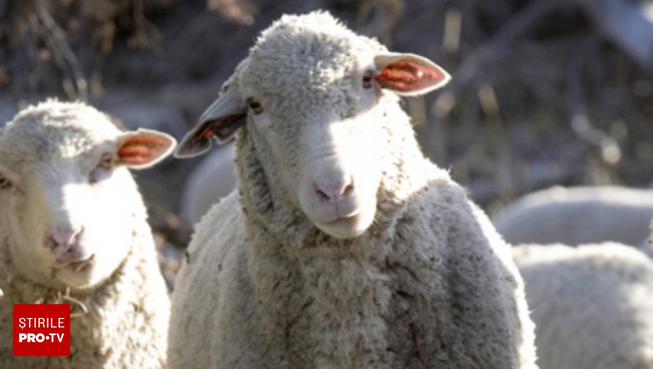 România va primi 1,1 milioane de doze de vaccin pentru ovine și caprine de la Comisia Europeană