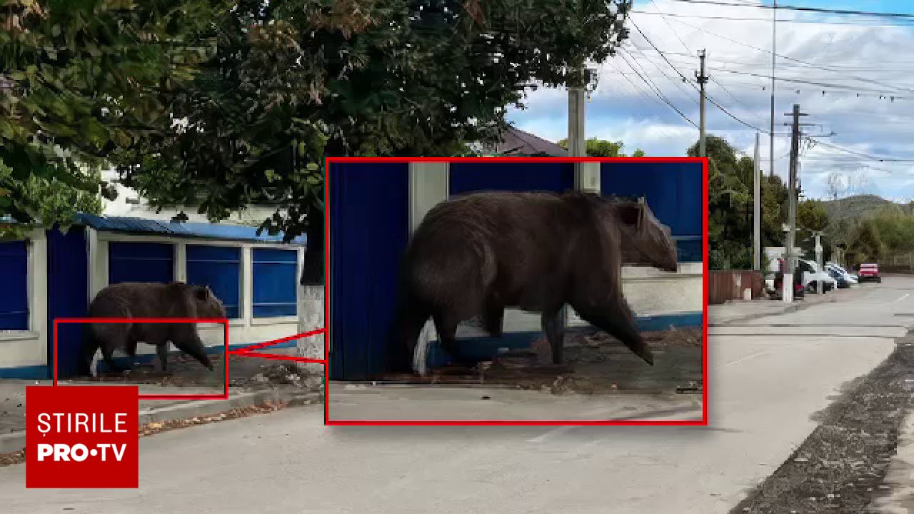 Alerta falsă în Câmpina declanșată de o fotografie cu un urs creat cu inteligență artificială