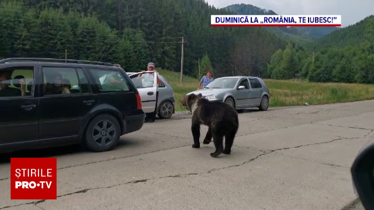 Ursul brun devine o problemă de coabitare: especialista explică de ce coboară de la munte la câmpie