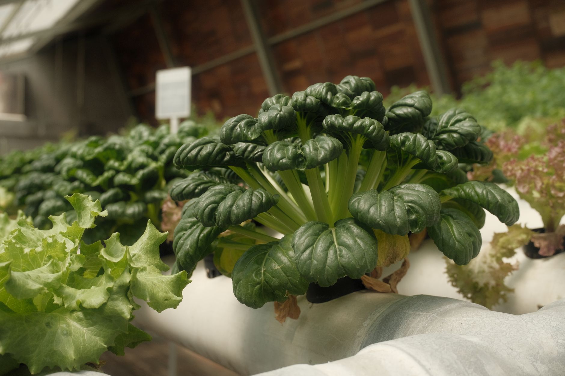 DN Agrar achiziționează producătorul de salată și busuioc Panorganic Vitavit din Arad