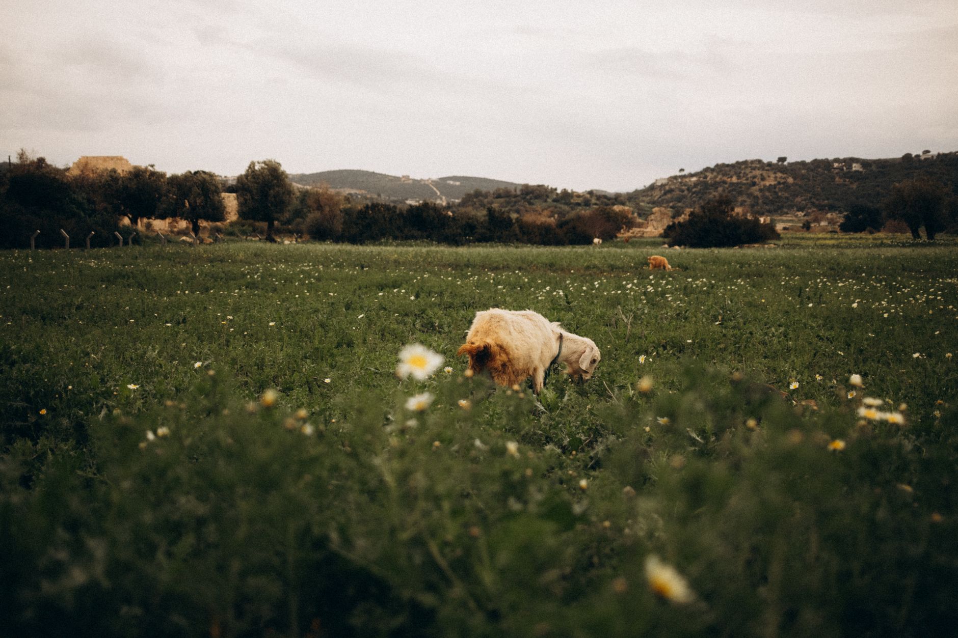 A ajuns prima tranșă de vaccinuri gratuite pentru ovine și caprine în România