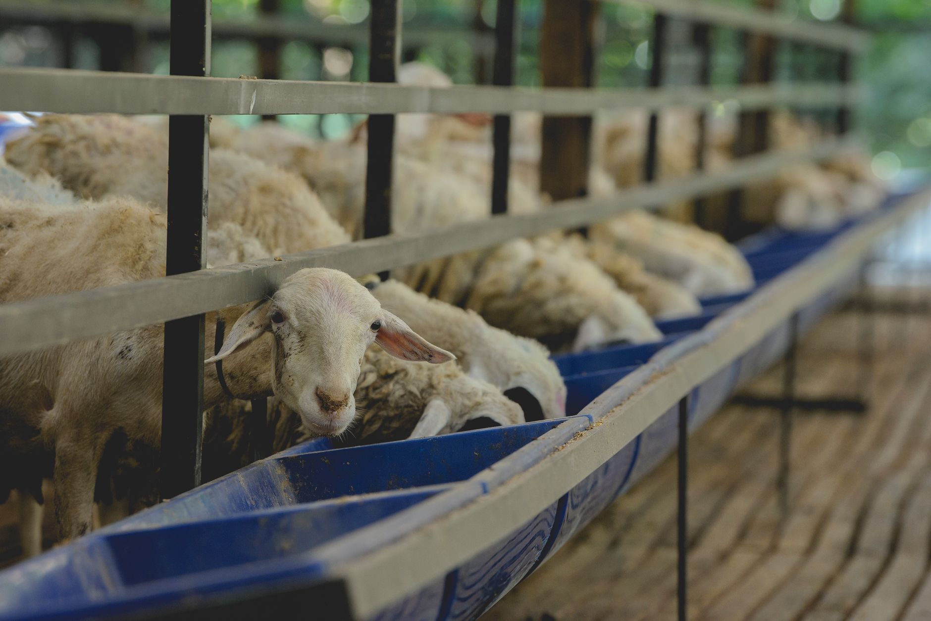 Începe campania de vaccinare de urgență împotriva PMR și a variolei la ovine și caprine în România