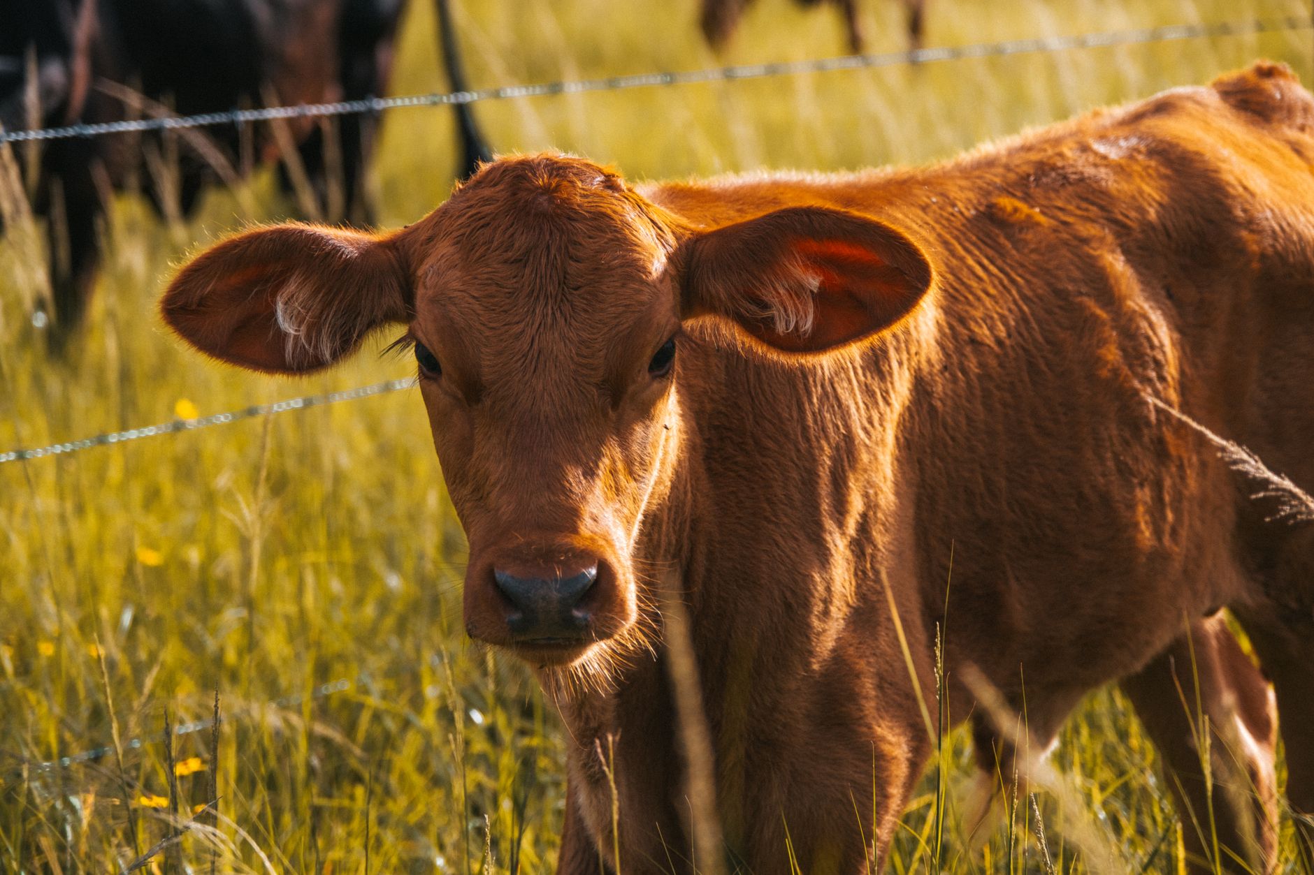Guvernul acceptă 1,1 milioane de doze de vaccin de la Comisia Europeană pentru combaterea bolilor la animale