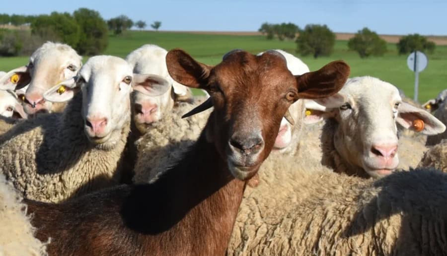România primește 1,1 milioane de doze de vaccin de la UE pentru deblocarea exporturilor de ovine