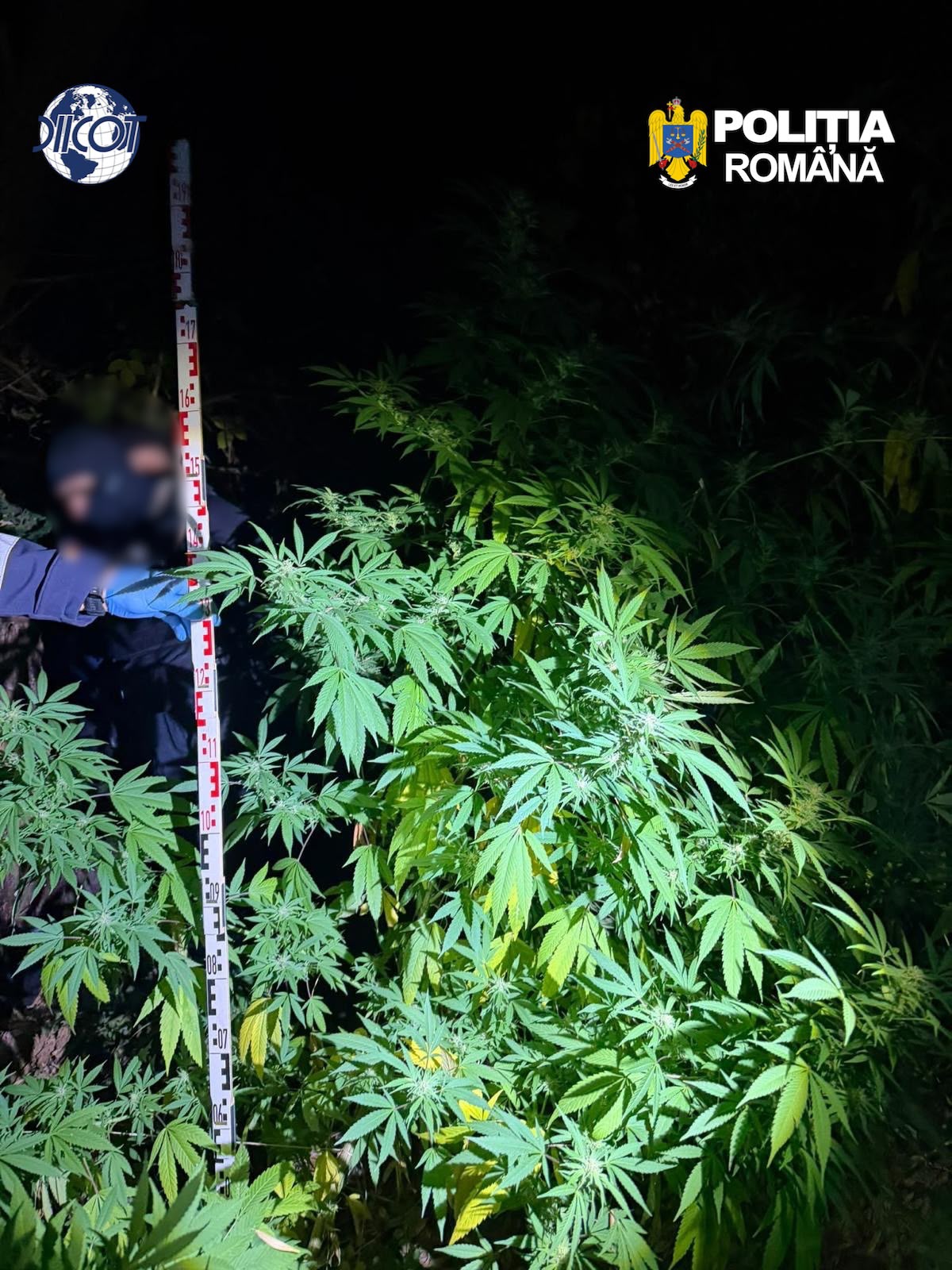 Doi bărbați din Cluj au fost arestați preventiv pentru cultivarea unei culturi de canabis în Florești