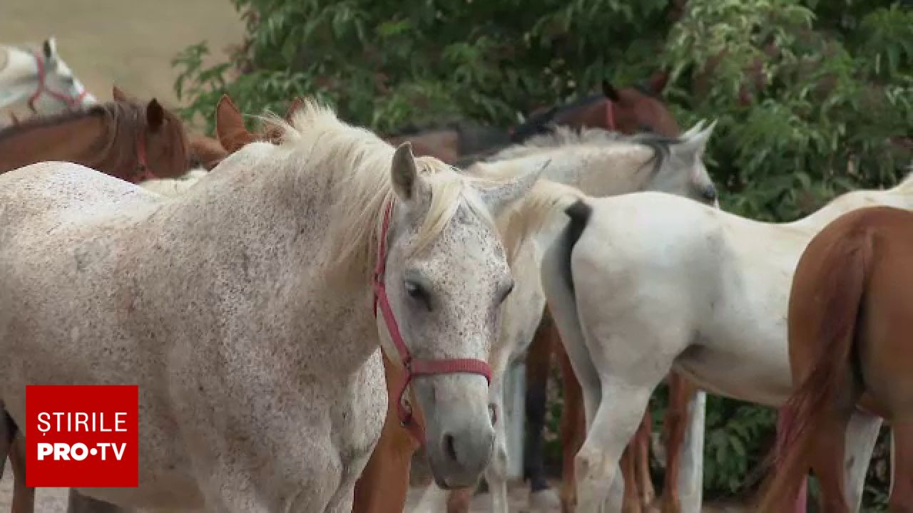 Accident la un târg de animale din Suceava: doi oameni au fost loviți de cai