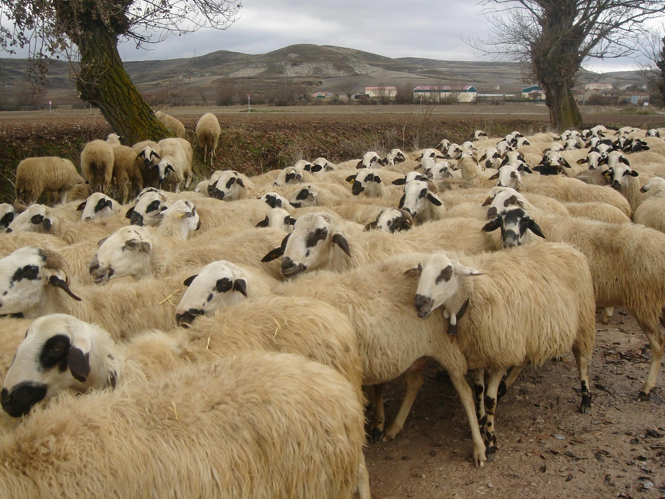 Crescătorii de ovine și caprine pot primi finanțări de până la 50.000 de euro pentru biosecuritate