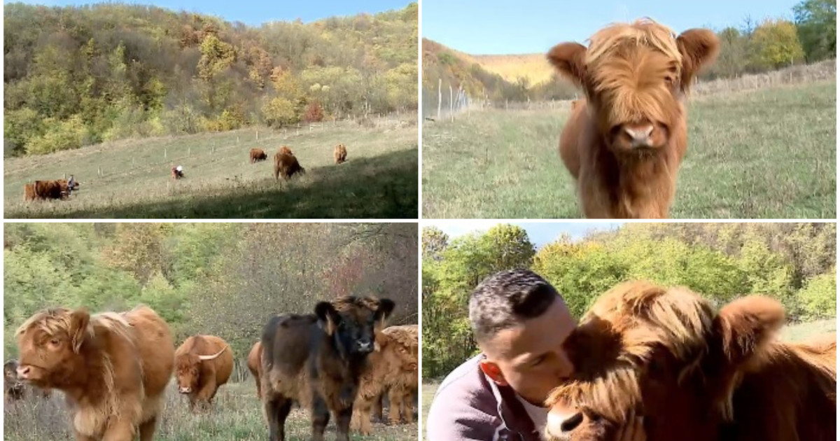 Vaci din rasa Scottish Highland au transformat o fermă din Maramureș într-o atracție turistică