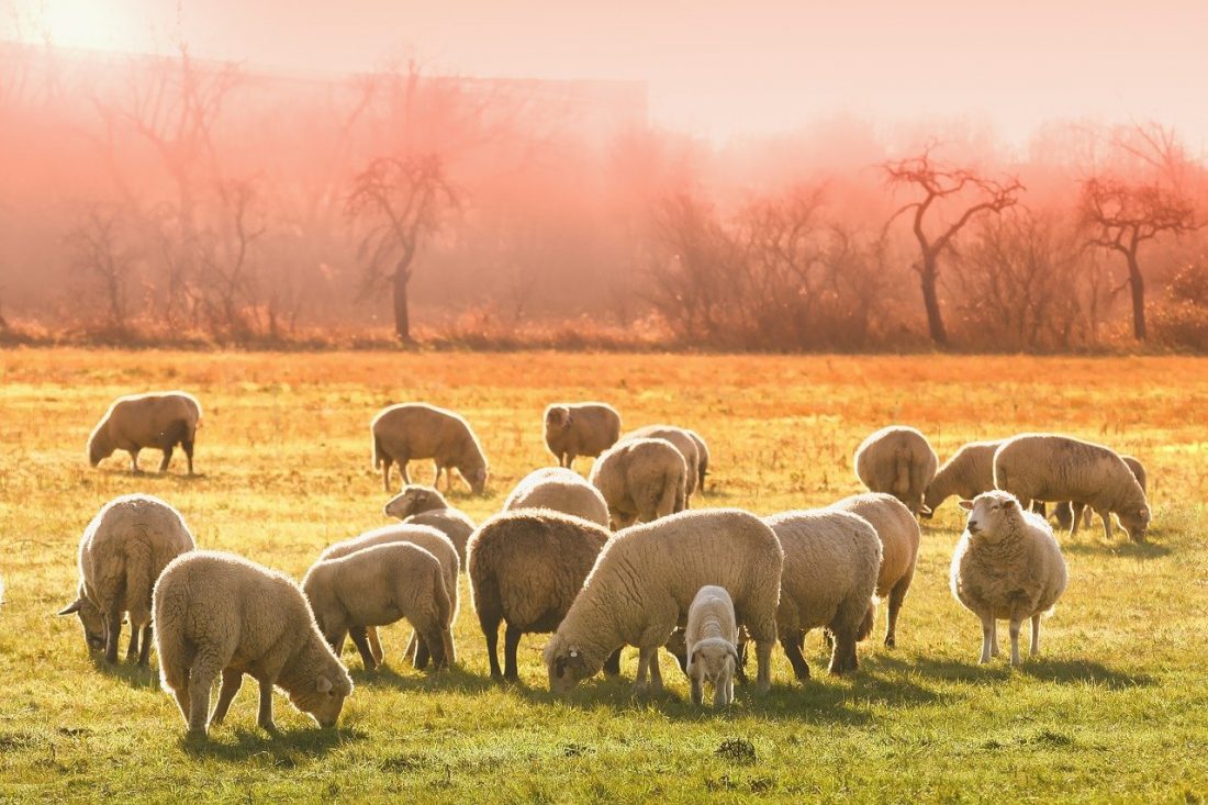 Ferme de ovine și caprine: Posibilitatea de a obține 50.000 de euro pentru investiții în biosecuritate