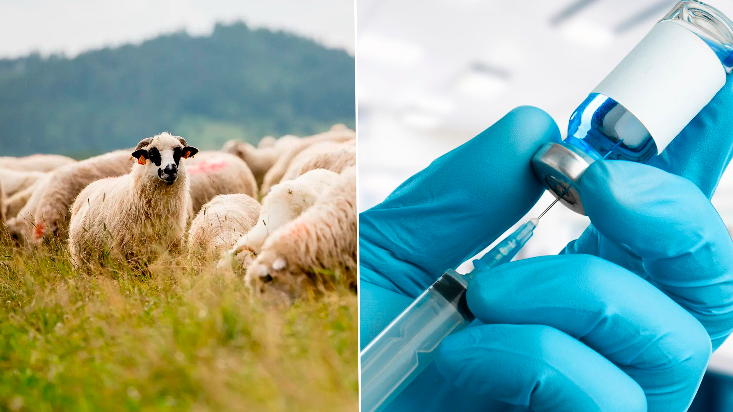 Campanie masivă de vaccinare a ovinelor: 100.000 de animale imunizate în primele două zile