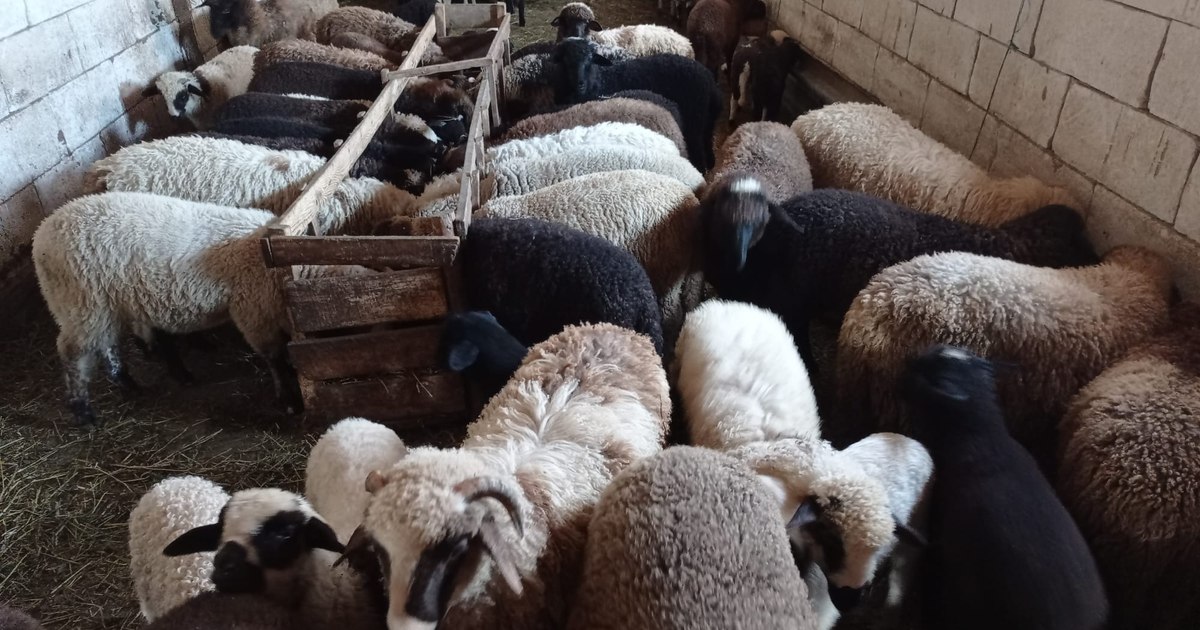 A început vaccinarea ovinelor și caprelor, dar exporturile rămân blocate. Fermierii sunt în dificultate