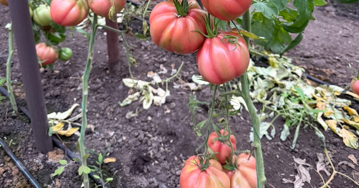 Programul Tomata extinde suprafețele cultivate, dar nu rezolvă accesul legumicultorilor la piață