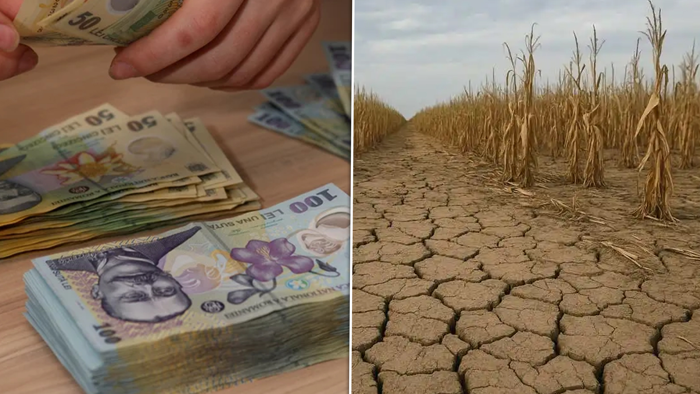 Ajutor financiar pentru fermieri: de până la 333 de lei/ha pentru culturile afectate de secetă