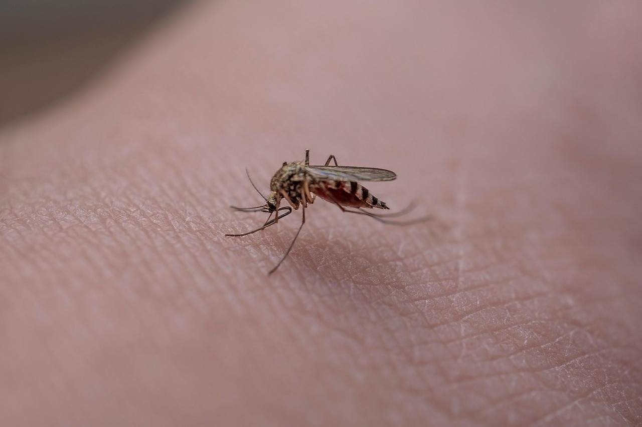 83 de cazuri de West Nile înregistrate în România: Bucureștiul este zona cu cele mai multe îmbolniri