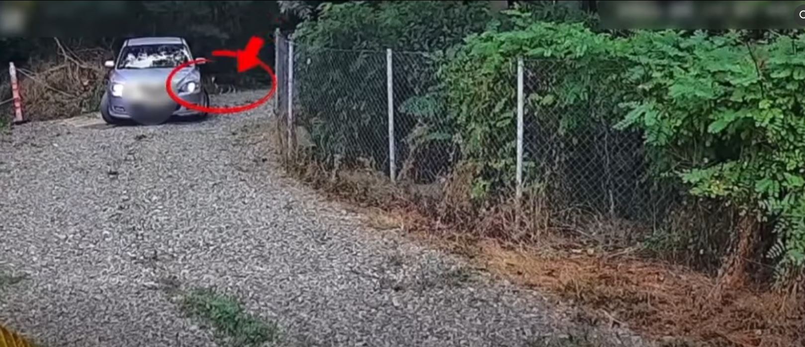 Un bărbat de 65 de ani a fost amendat cu 12.000 de lei pentru că a abandonat un câine în Iași