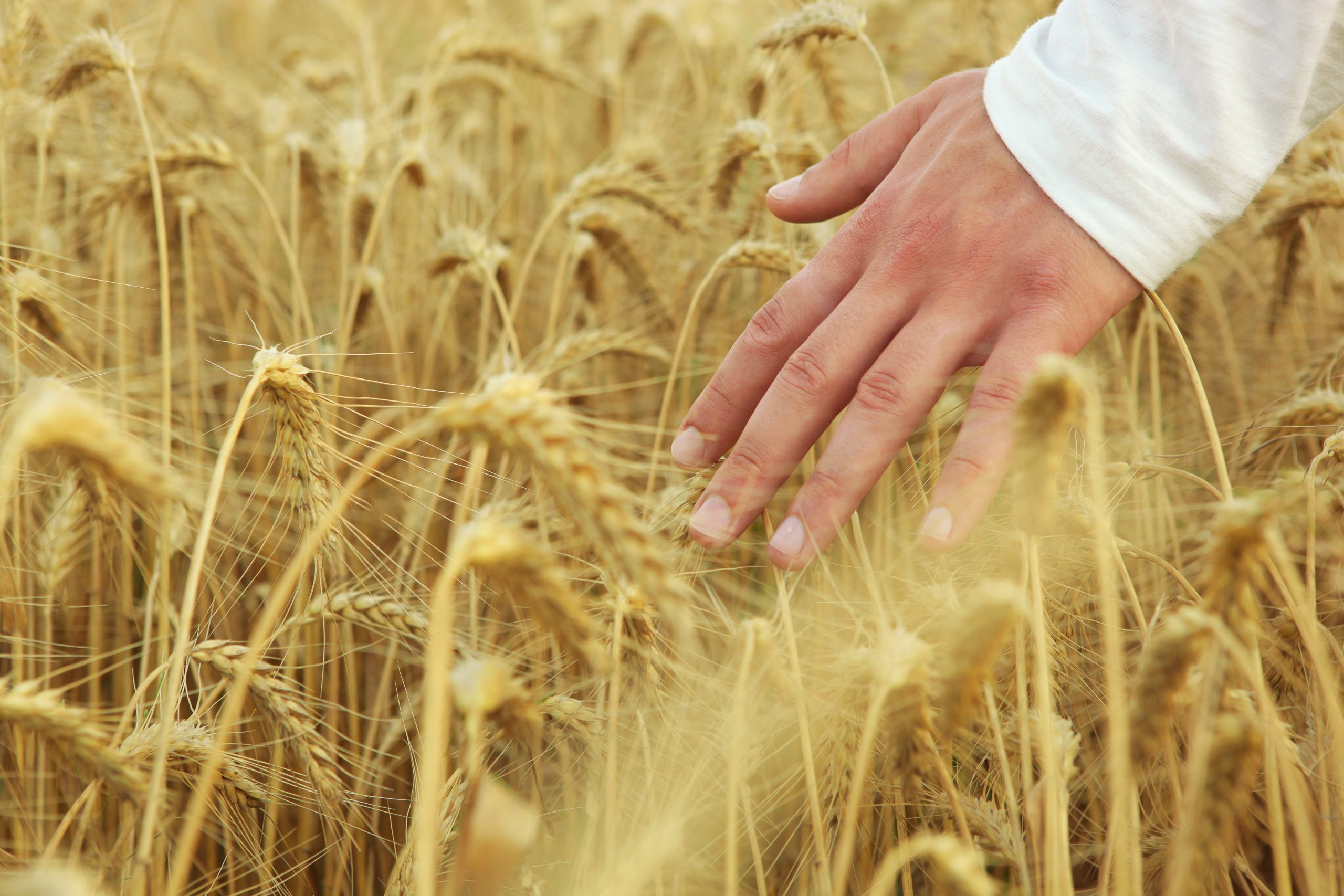 Sectorul agricol din România are nevoie de un miliard de lei pentru a acoperi măsurile de sprijin