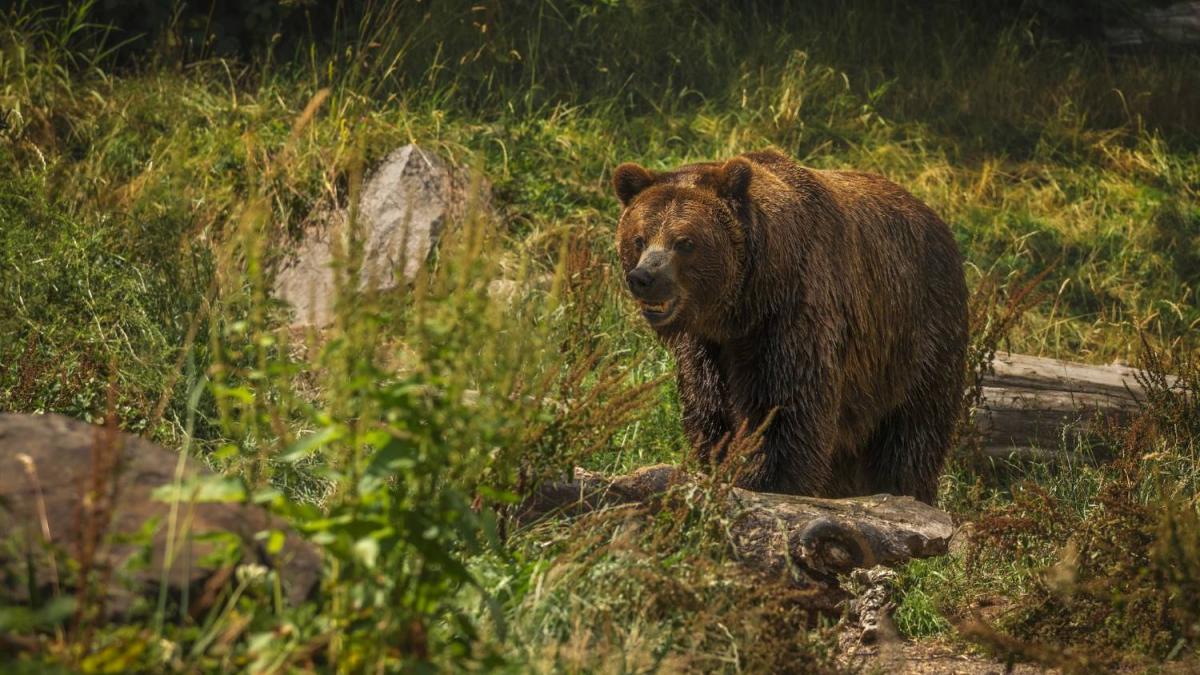 Urs semnalat în Rădășeni și Fălticeni: jandarmii și vânătorii au monitorizat situația pe parcursul nopții