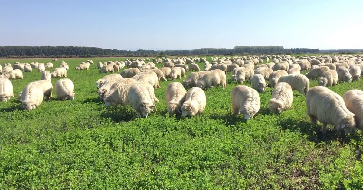 Aprobat planul pentru reluarea exporturilor de animale din România către țările terțe