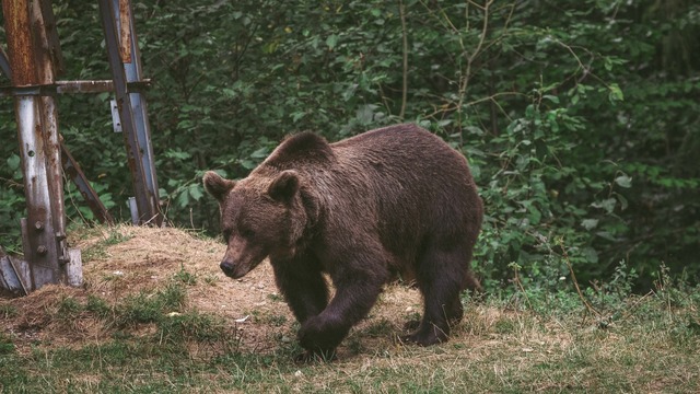 Avertismente RO-Alert în județul Dâmbovița după ce un urs a fost văzut în orașul Pucioasa