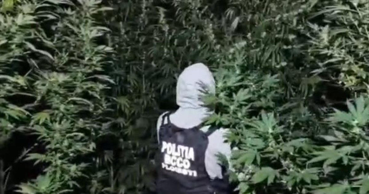 Doi bărbați de 37 de ani au fost arestați după descoperirea unei culturi de canabis în pădurea din Crevedia