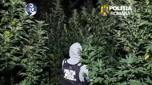 Doi bărbați au fost arestați după ce au creat o cultură de canabis de 4 metri în pădure, lângă Crevedia