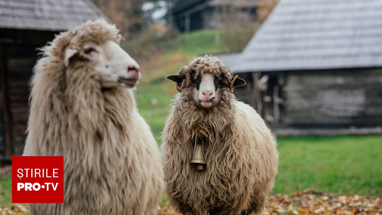 Amenzi de 66.000 de lei în Dâmbovița pentru tratamentul neadecvat al animalelor la evenimentul Răvășitul Oilor