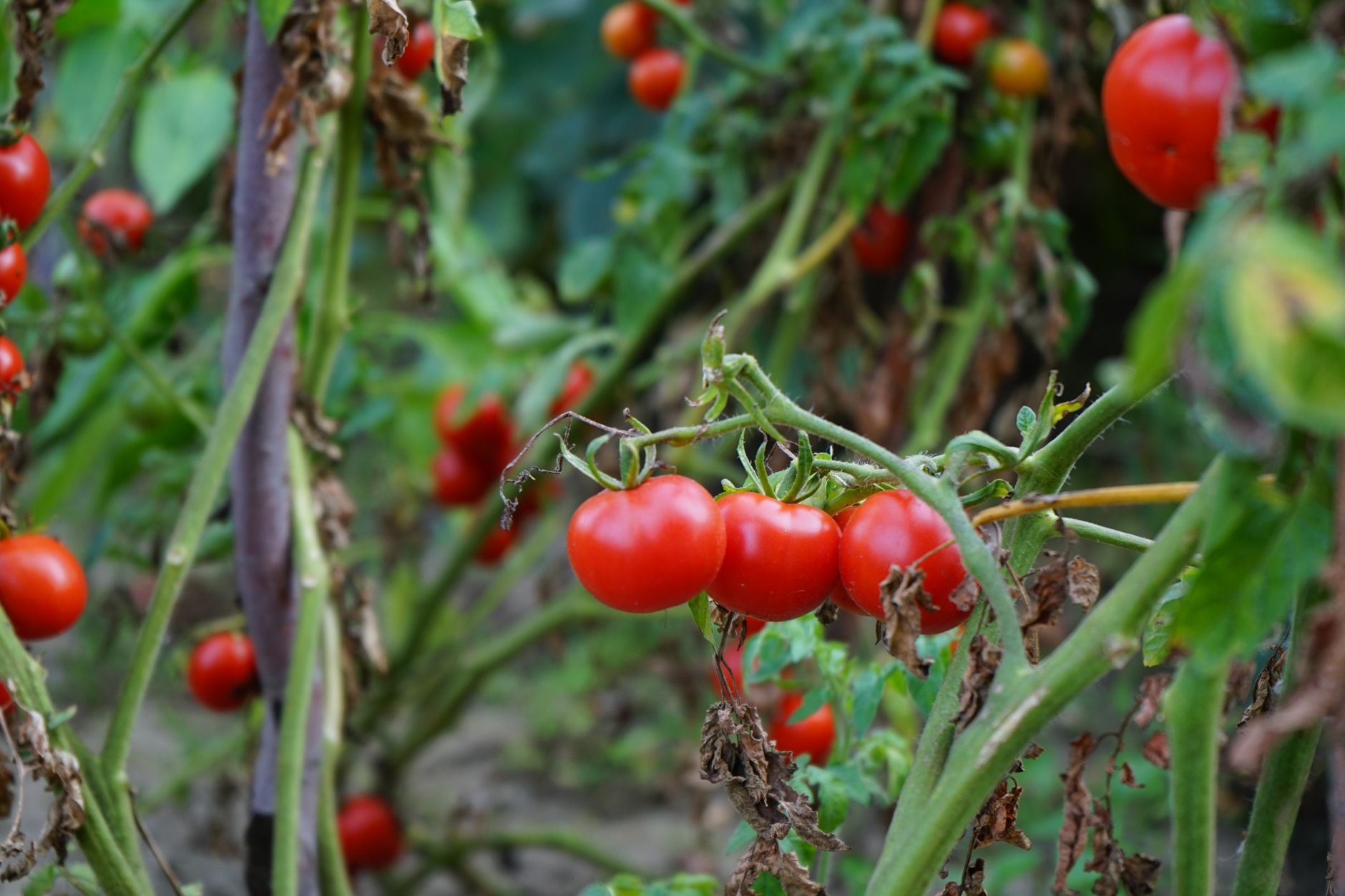 Francesco Mutti conduce un imperiu de tomate cu venituri de 777 de milioane de euro