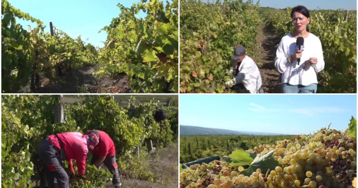 Criză în podgoriile din România: producția bogată de struguri este amenințată de lipsa muncitorilor