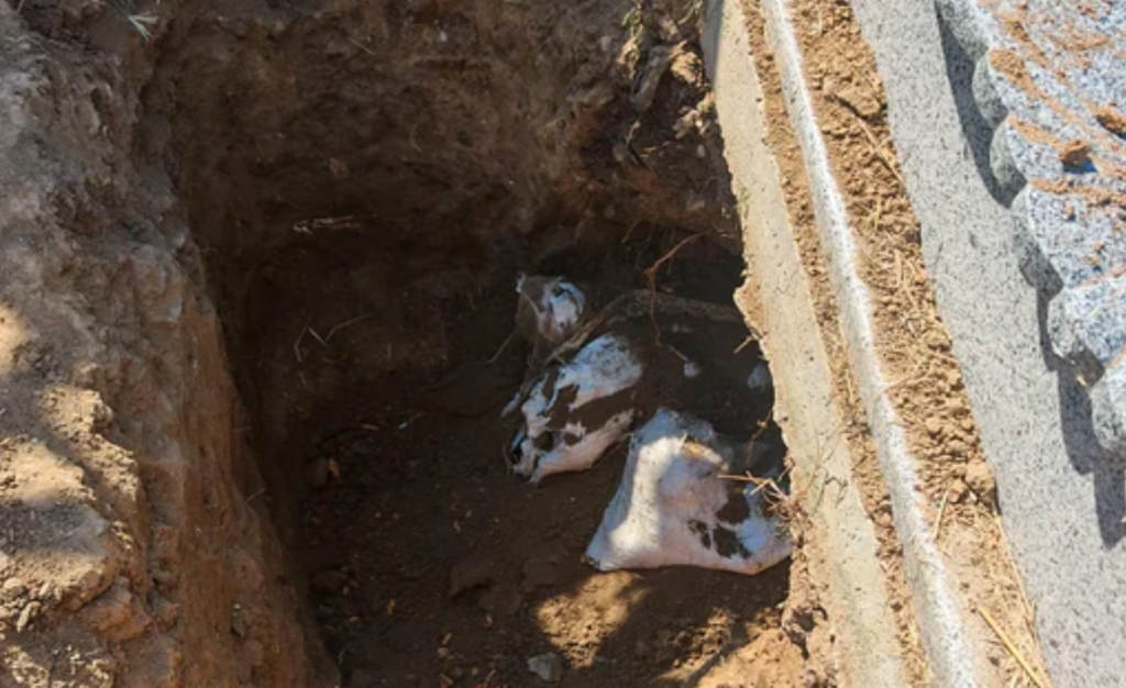 Ancheta pentru osemenzile găsite în cimitirul din Slatina: patru persoane au fost audiate de procurori