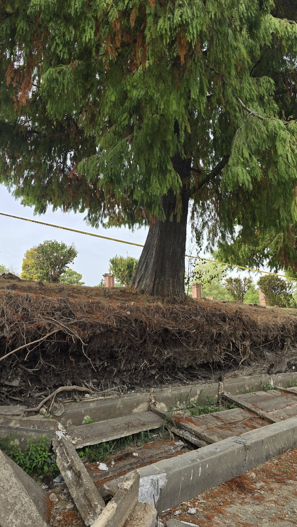 Un chiparos de aproape 100 de ani a fost salvat din Parcul Herăstrău prin tehnologie neinvazivă