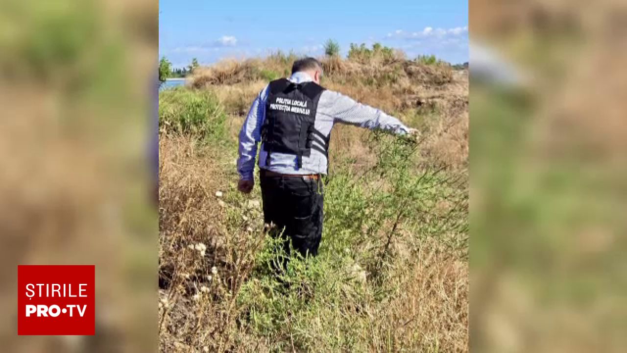 Amenzi de până la 20.000 de lei pentru proprietarii care nu curăță ambrozia din București