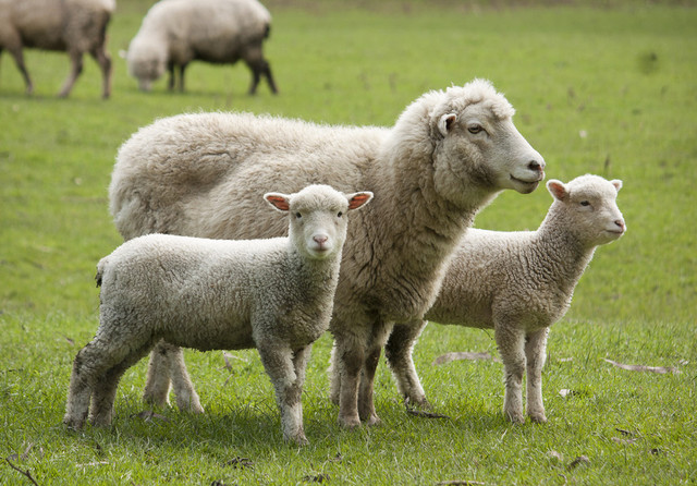 Transport ilegal de 200 de ovine interceptat de Poliție în Alba. Riscuri epidemiologice majore