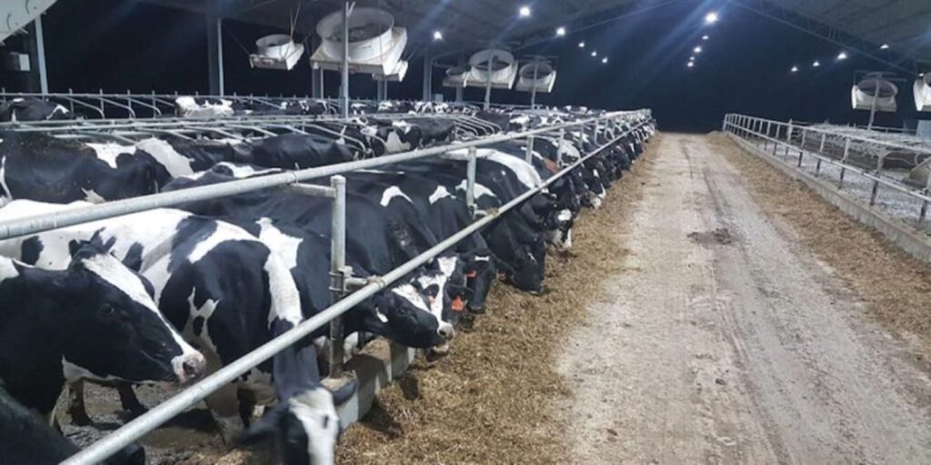 Parlamentul a adoptat modificări legislative pentru susținerea crescătorilor de suine și bovine