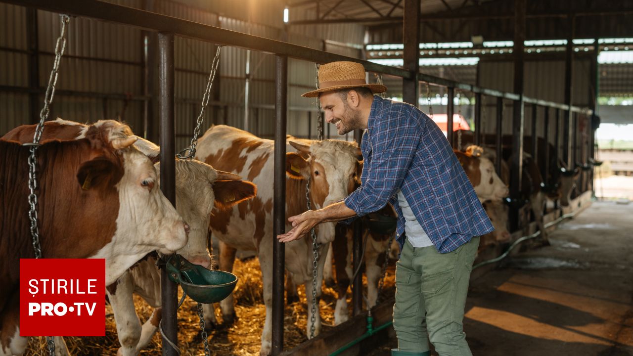 Schimbări în acordarea ajutoarelor de stat pentru fermieri: noi reguli pentru crescătorii de porci și vite