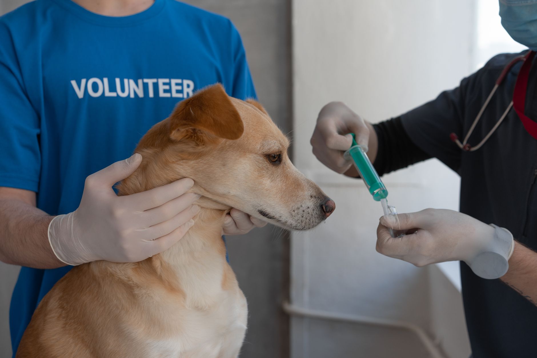 Măsuri pentru reluarea exporturilor de ovine în România: începe campania de vaccinare